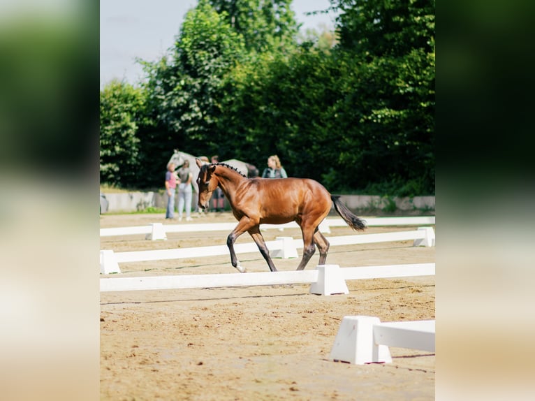 Oldenburger Springpferd Hengst Fohlen (02/2026) 134 cm Brauner in Ratingen