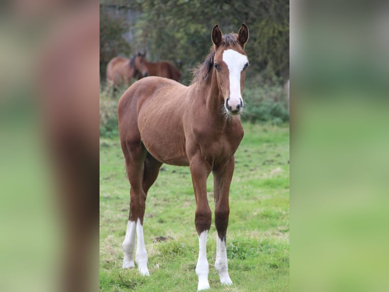 Oldenburger Springpferd Hengst Fohlen (05/2025) 168 cm Brauner in Seedorf