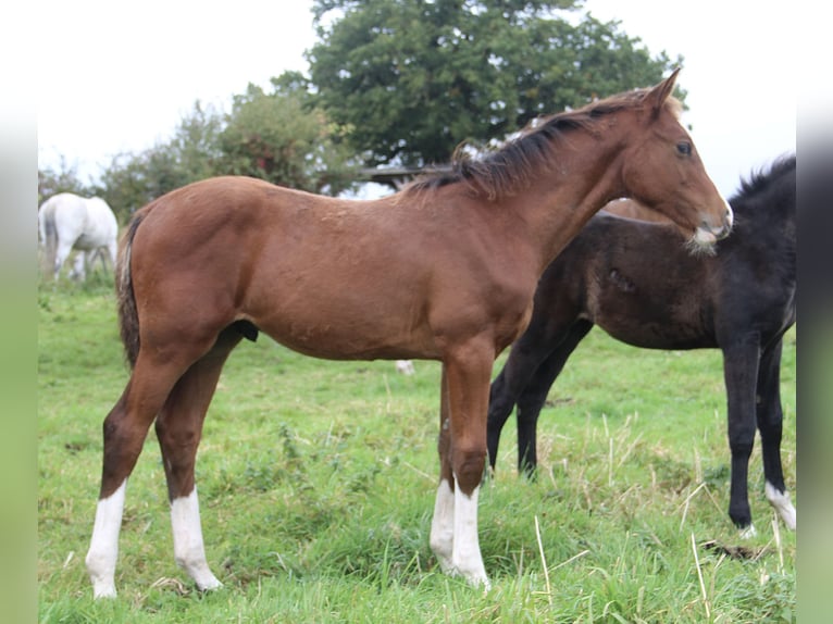 Oldenburger Springpferd Hengst Fohlen (05/2025) 168 cm Brauner in Seedorf