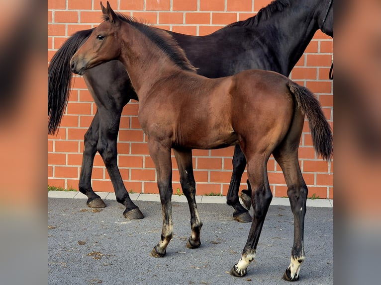 Oldenburger Springpferd Hengst Fohlen (06/2025) 169 cm Brauner in Ochtersum