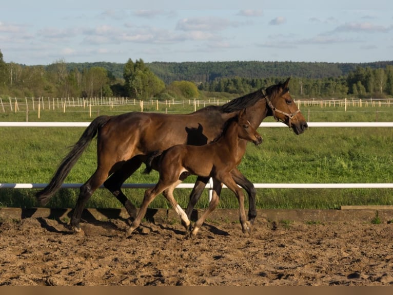 Oldenburger Springpferd Hengst  169 cm Brauner in L&#x119;bork