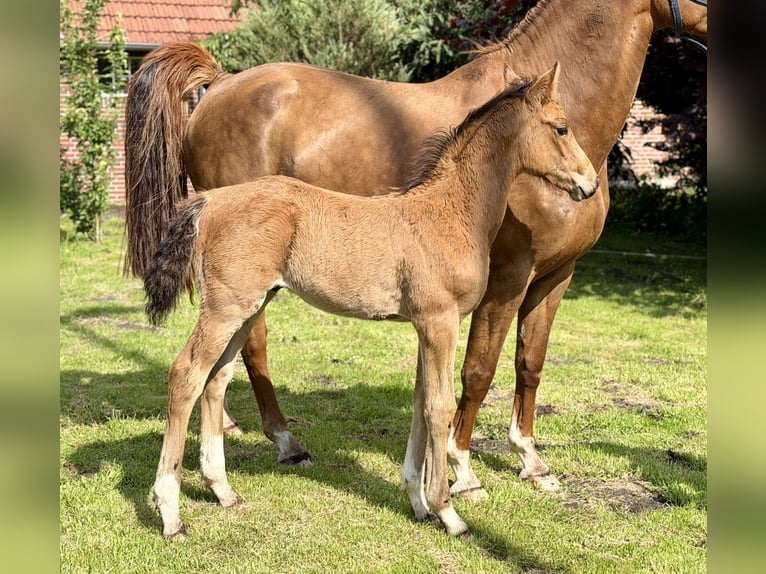 Oldenburger Springpferd Hengst Fohlen (04/2026) 170 cm Brauner in Berne