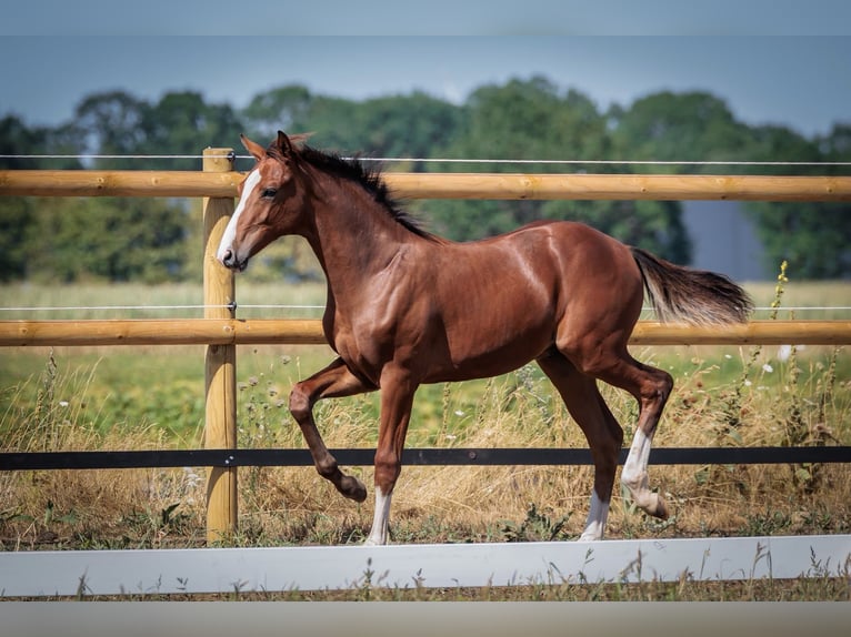 Oldenburger Springpferd Hengst Fohlen (04/2026) 170 cm Brauner in Holdorf