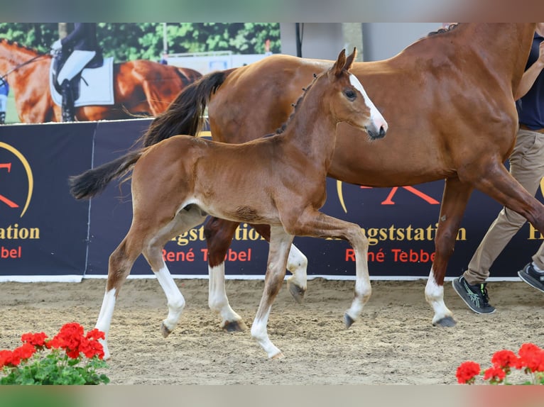 Oldenburger Springpferd Hengst Fohlen (04/2026) 170 cm Brauner in Nottuln