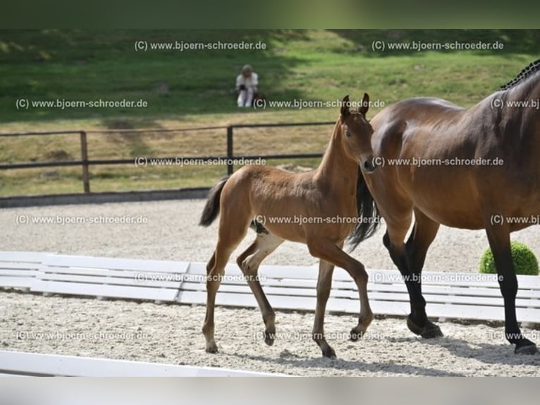Oldenburger Springpferd Hengst  170 cm Brauner in Letschin