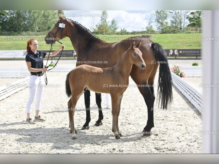 Oldenburger Springpferd Hengst  170 cm Brauner in Letschin