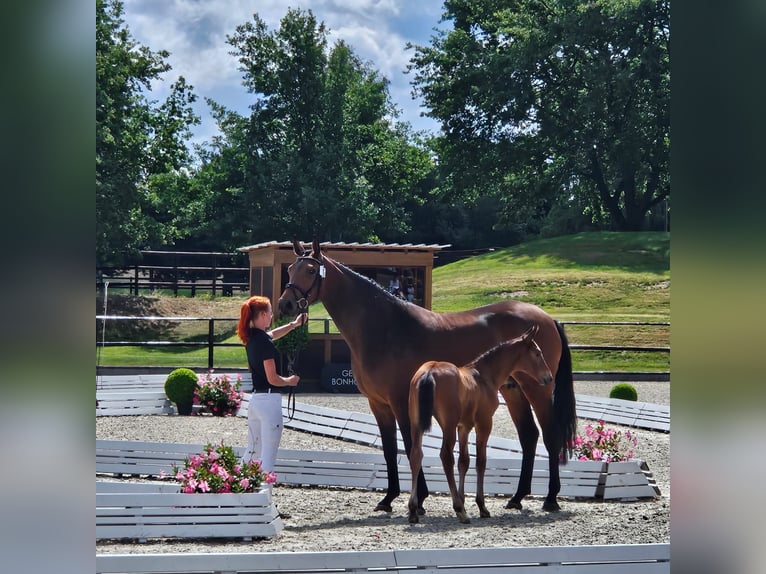 Oldenburger Springpferd Hengst  170 cm Brauner in Letschin