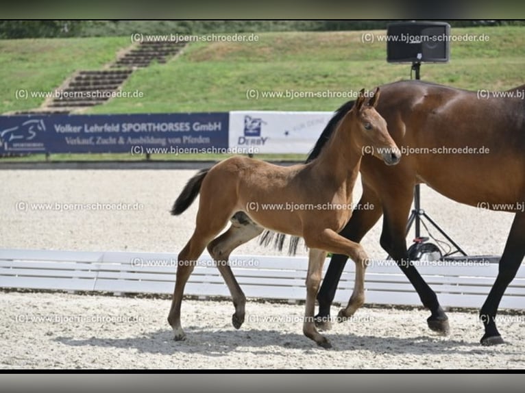 Oldenburger Springpferd Hengst  170 cm Brauner in Letschin