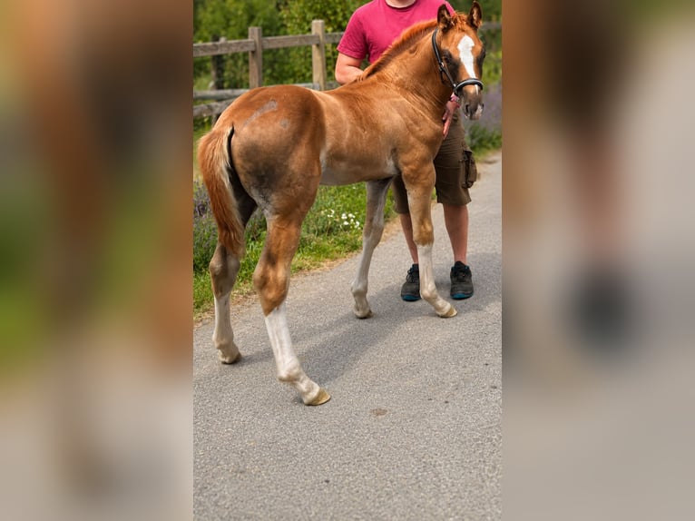 Oldenburger Springpferd Hengst Fohlen (06/2026) 170 cm Dunkelfuchs in Bockau