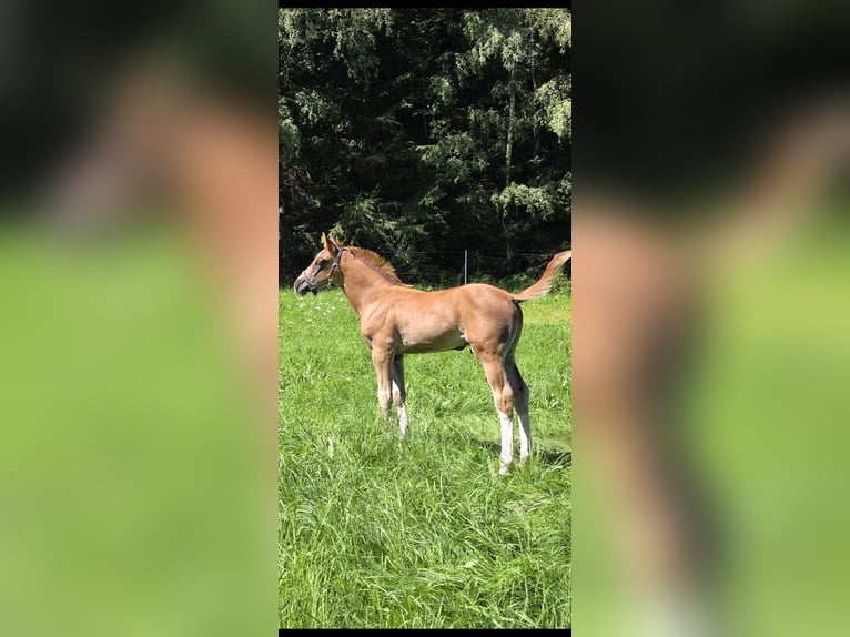 Oldenburger Springpferd Hengst Fohlen (06/2026) 170 cm Dunkelfuchs in Bockau