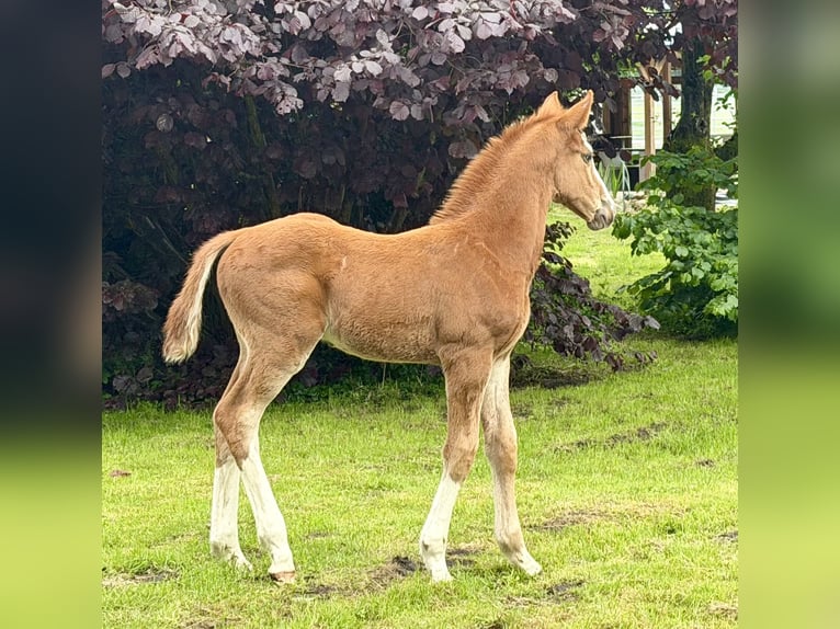 Oldenburger Springpferd Hengst Fohlen (04/2026) 170 cm Fuchs in Berne