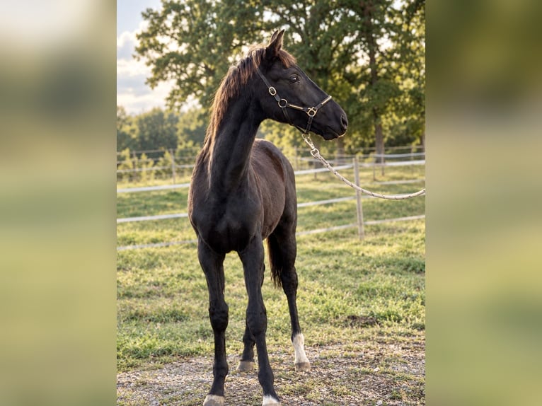 Oldenburger Springpferd Hengst Fohlen (05/2026) 170 cm Rappe in Champsac