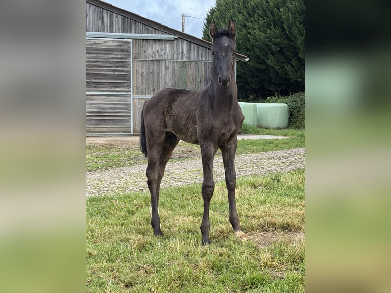 Oldenburger Springpferd Hengst Fohlen (05/2026) 170 cm Rappe in Champsac
