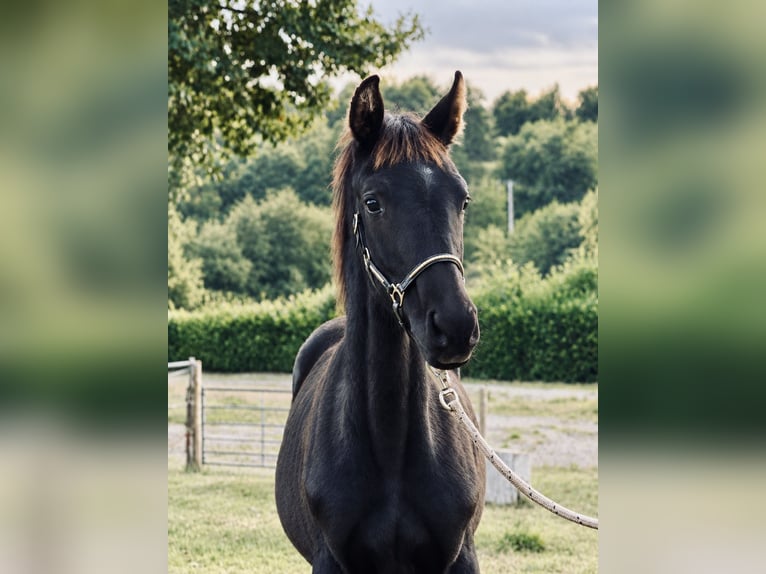 Oldenburger Springpferd Hengst Fohlen (05/2026) 170 cm Rappe in Champsac