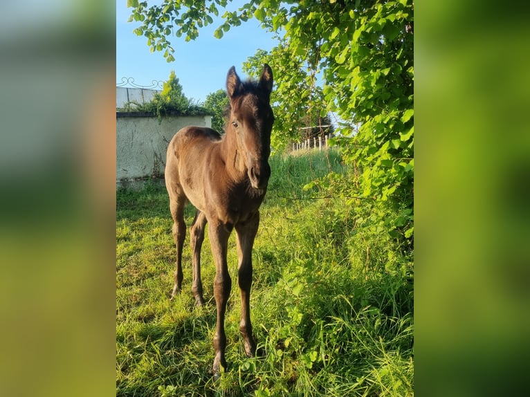 Oldenburger Springpferd Hengst  170 cm Rappe in THIERS