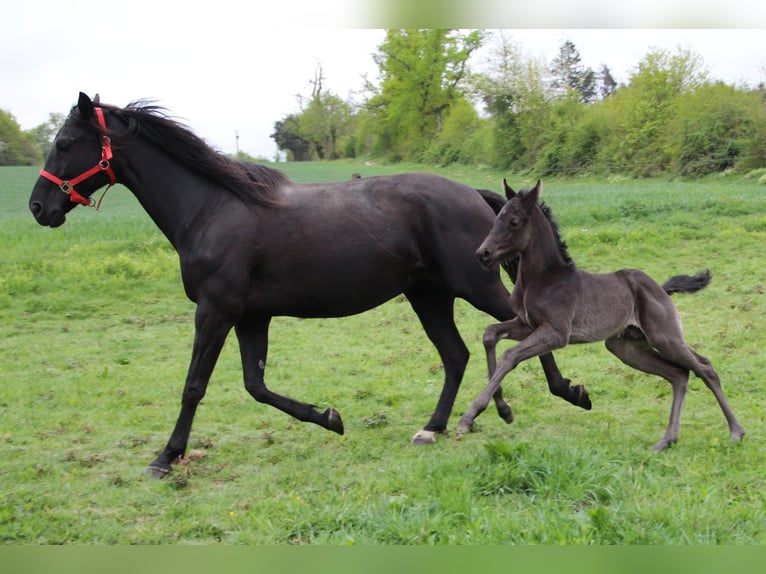 Oldenburger Springpferd Hengst  170 cm Rappe in THIERS