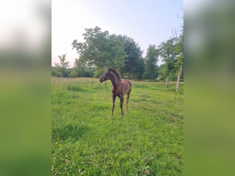 Oldenburger Springpferd Hengst  170 cm Rappe in THIERS