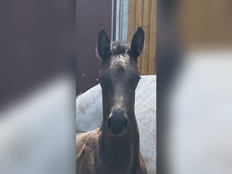 Oldenburger Springpferd Hengst Fohlen (05/2024) 170 cm Rappe in Schapen