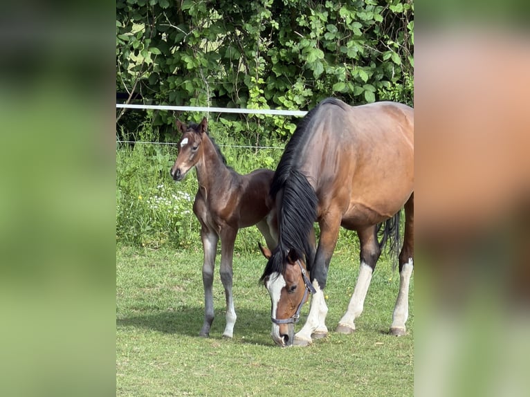 Oldenburger Springpferd Hengst Fohlen (05/2026) 170 cm  in Hanerau-Hademarschen