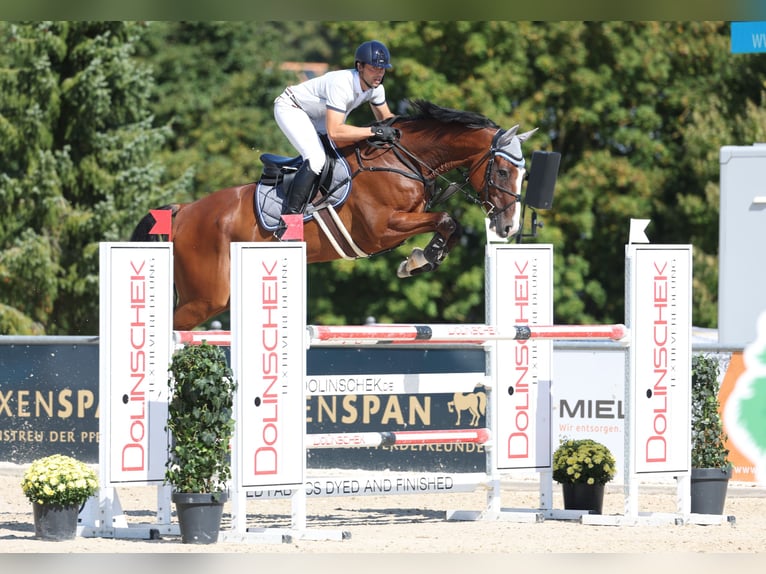 Oldenburger Springpferd Hengst Fohlen (06/2026) 172 cm Brauner in Nienhagen