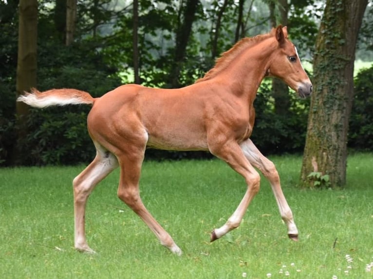 Oldenburger Springpferd Hengst Fohlen (04/2026) 172 cm Fuchs in Edewecht