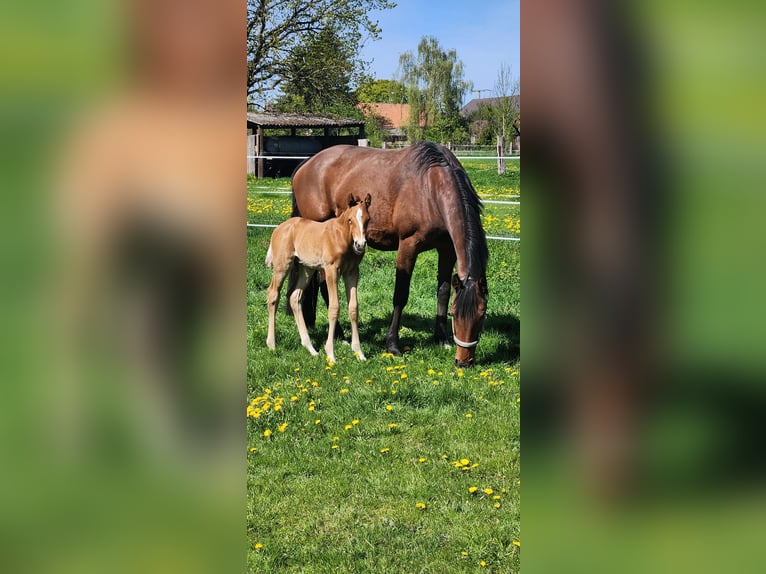 Oldenburger Springpferd Hengst Fohlen (04/2026) 172 cm Fuchs in Rochau