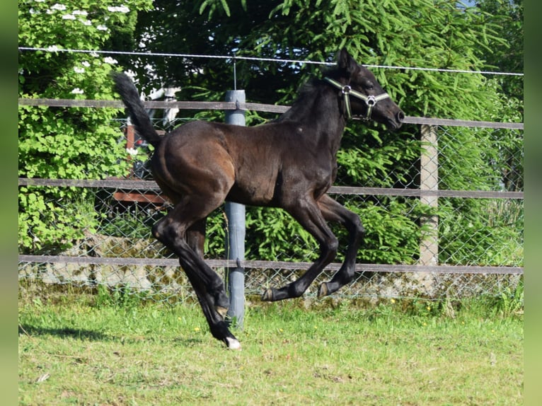 Oldenburger Springpferd Hengst  172 cm Schimmel in Ronshausen