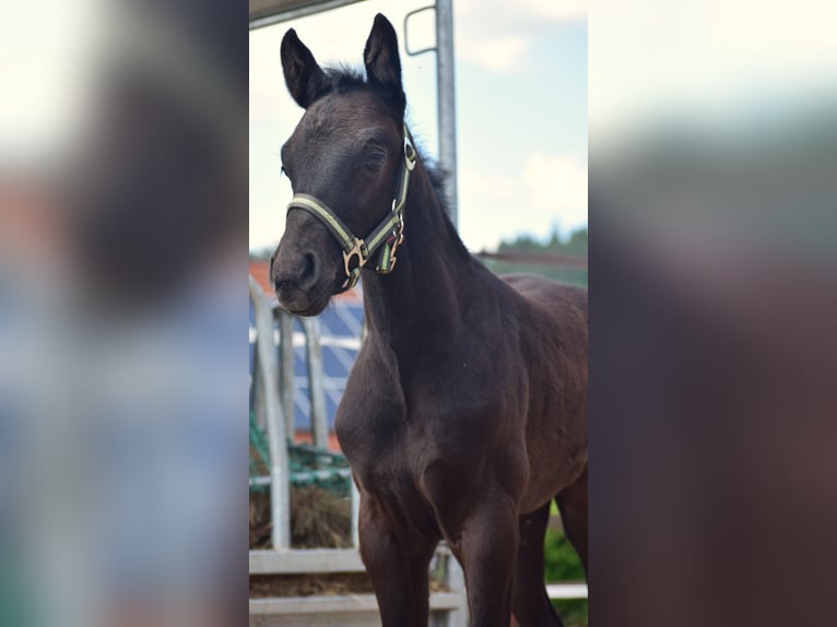 Oldenburger Springpferd Hengst  172 cm Schimmel in Ronshausen