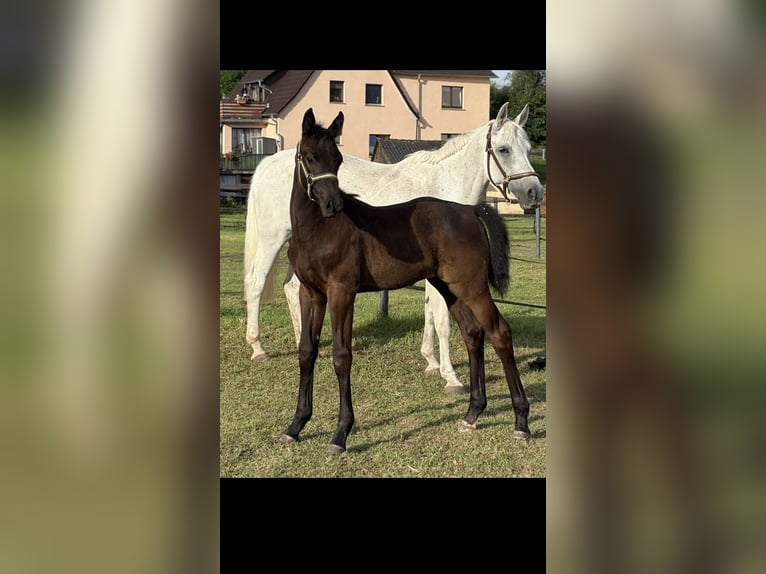 Oldenburger Springpferd Hengst  172 cm Schwarzbrauner in Ronshausen