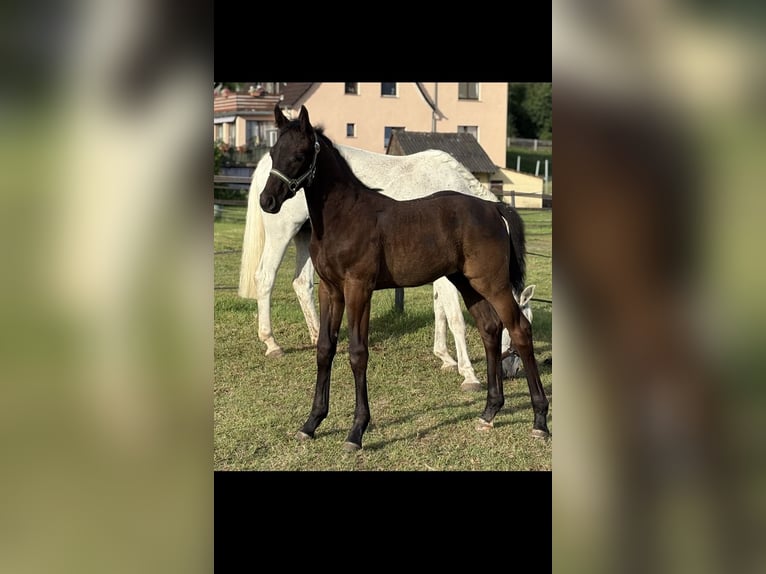 Oldenburger Springpferd Hengst  172 cm Schwarzbrauner in Ronshausen