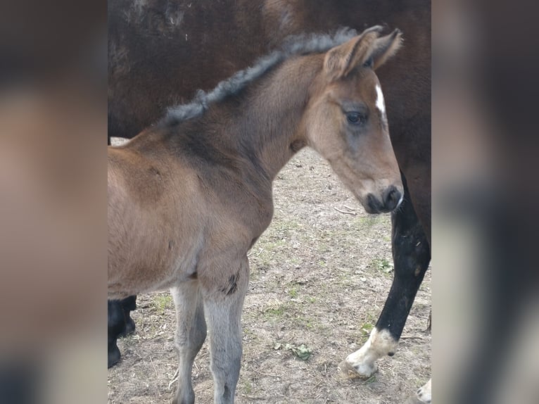 Oldenburger Springpferd Hengst  173 cm Dunkelbrauner in Möckern