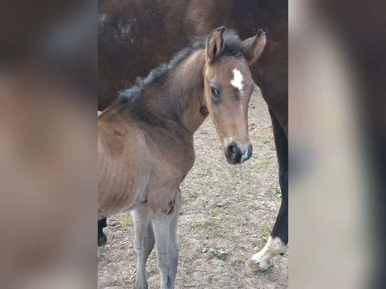 Oldenburger Springpferd Hengst  173 cm Dunkelbrauner in Möckern