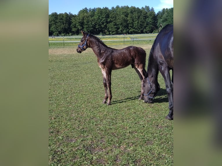 Oldenburger Springpferd Hengst  173 cm Dunkelbrauner in M&#xF6;ckern