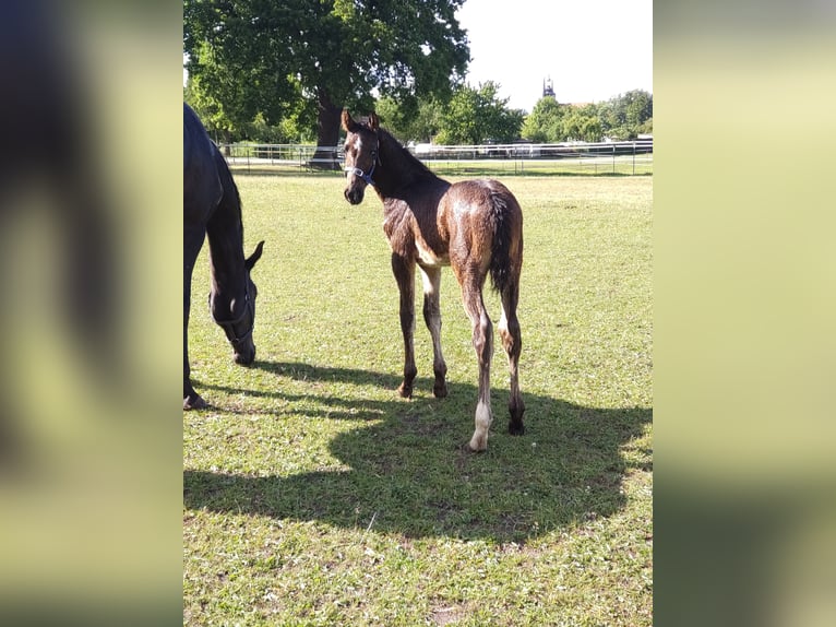 Oldenburger Springpferd Hengst  173 cm Dunkelbrauner in M&#xF6;ckern