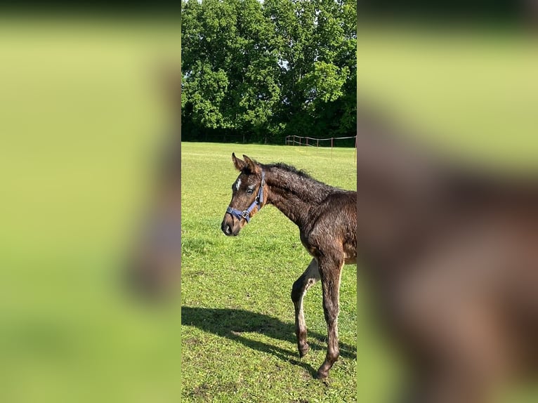 Oldenburger Springpferd Hengst  173 cm Dunkelbrauner in M&#xF6;ckern