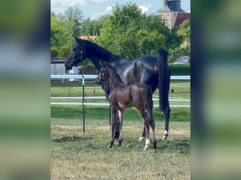 Oldenburger Springpferd Hengst  173 cm Dunkelbrauner in M&#xF6;ckern