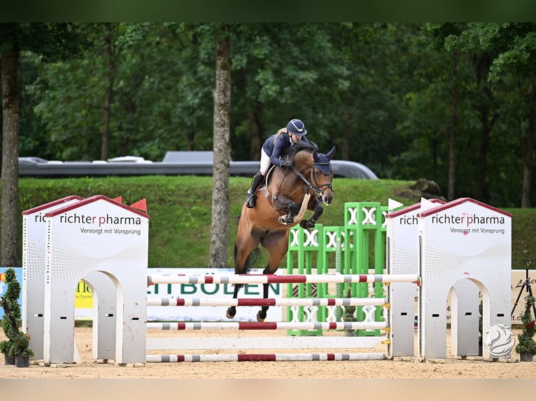 Oldenburger Springpferd Hengst Fohlen (05/2026) 173 cm Kann Schimmel werden in Holdorf