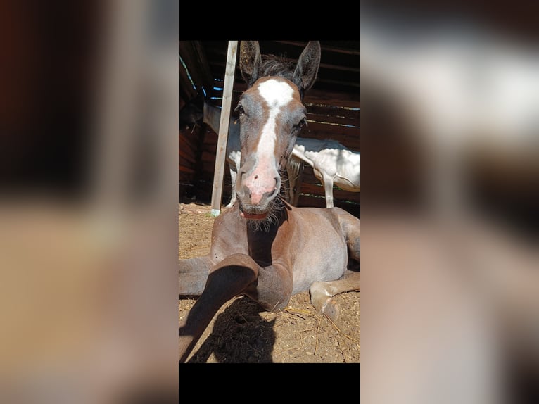 Oldenburger Springpferd Hengst  173 cm Schimmel in Gosen Neu Zittau