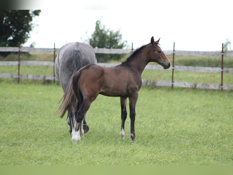 Oldenburger Springpferd Hengst  175 cm Brauner in Go&#x142;ymin- O&#x15B;rodek