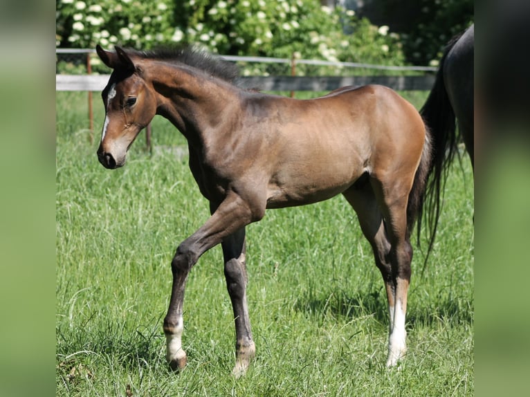 Oldenburger Springpferd Hengst  175 cm Brauner in Go&#x142;ymin- O&#x15B;rodek