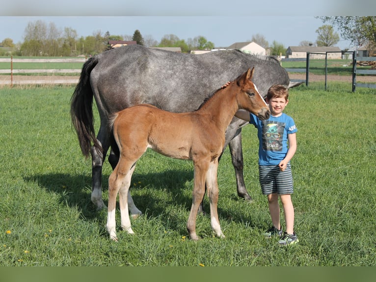 Oldenburger Springpferd Hengst  175 cm Brauner in Go&#x142;ymin- O&#x15B;rodek