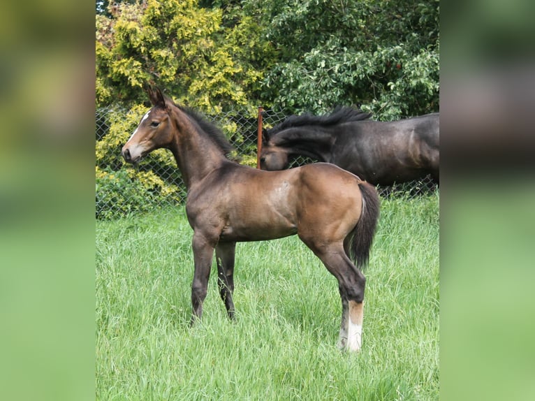 Oldenburger Springpferd Hengst  175 cm Brauner in Go&#x142;ymin- O&#x15B;rodek