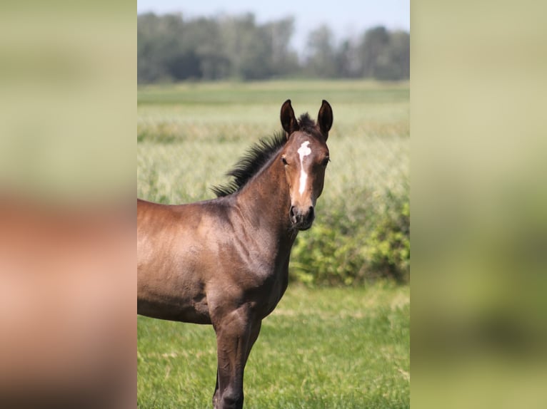Oldenburger Springpferd Hengst  175 cm Brauner in Go&#x142;ymin- O&#x15B;rodek