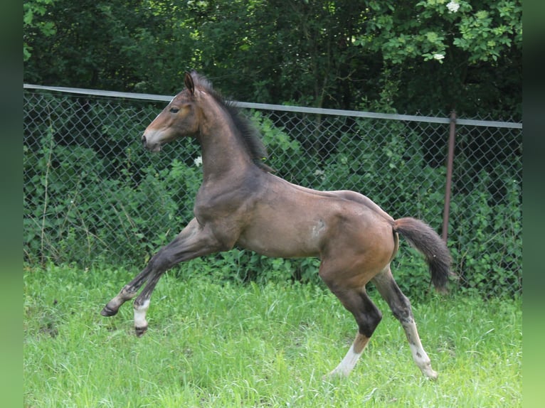 Oldenburger Springpferd Hengst  175 cm Brauner in Go&#x142;ymin- O&#x15B;rodek