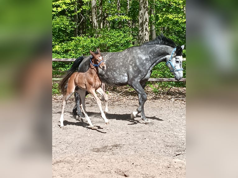 Oldenburger Springpferd Hengst Fohlen (04/2026) 175 cm Brauner in Herzlake