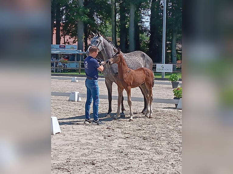 Oldenburger Springpferd Hengst Fohlen (04/2026) 175 cm Brauner in Herzlake