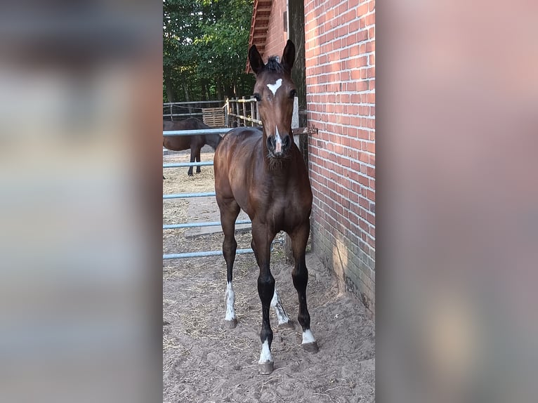 Oldenburger Springpferd Hengst Fohlen (04/2026) 175 cm Brauner in Herzlake
