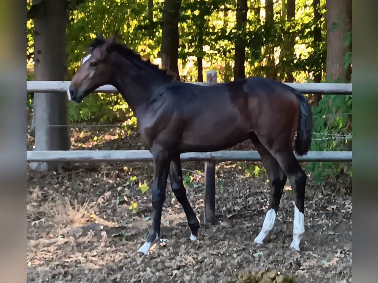 Oldenburger Springpferd Hengst Fohlen (04/2026) 175 cm Brauner in Herzlake