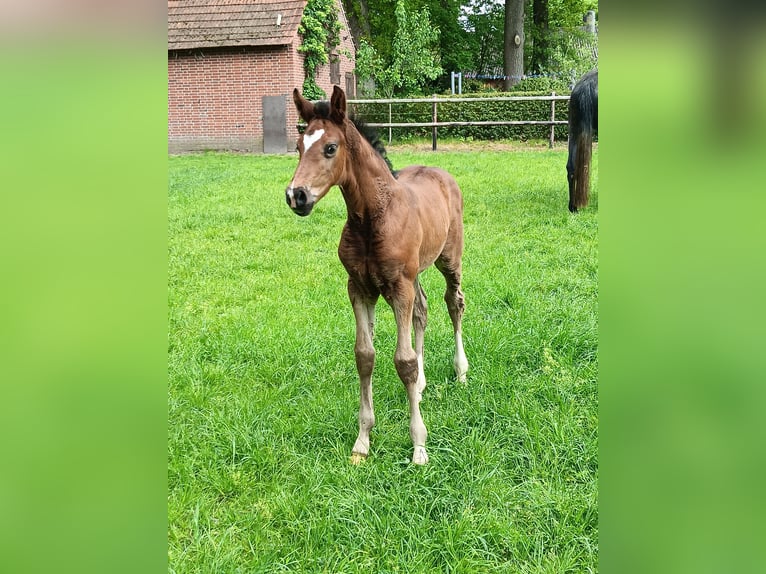 Oldenburger Springpferd Hengst Fohlen (04/2026) 175 cm Brauner in Herzlake