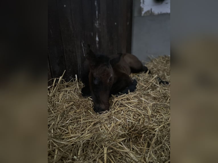 Oldenburger Springpferd Hengst Fohlen (05/2025) 175 cm Kann Schimmel werden in MolbergenPeheim